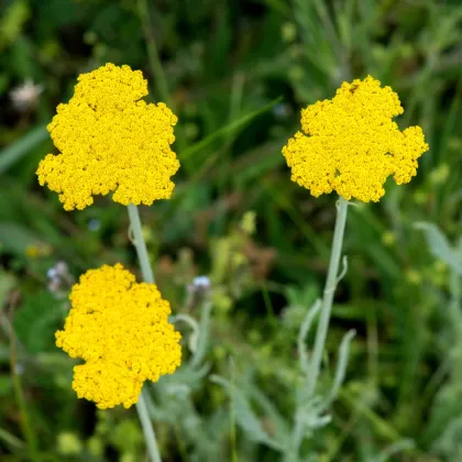 Rebríček túžobníkový Parkers žltý - Achillea filipendulina - semiačka - 0,5 g