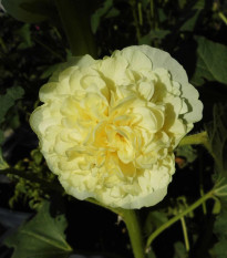 Topoľovka žltá - Alcea rosea - predaj jednoducho korenených sadeníc - 1 ks