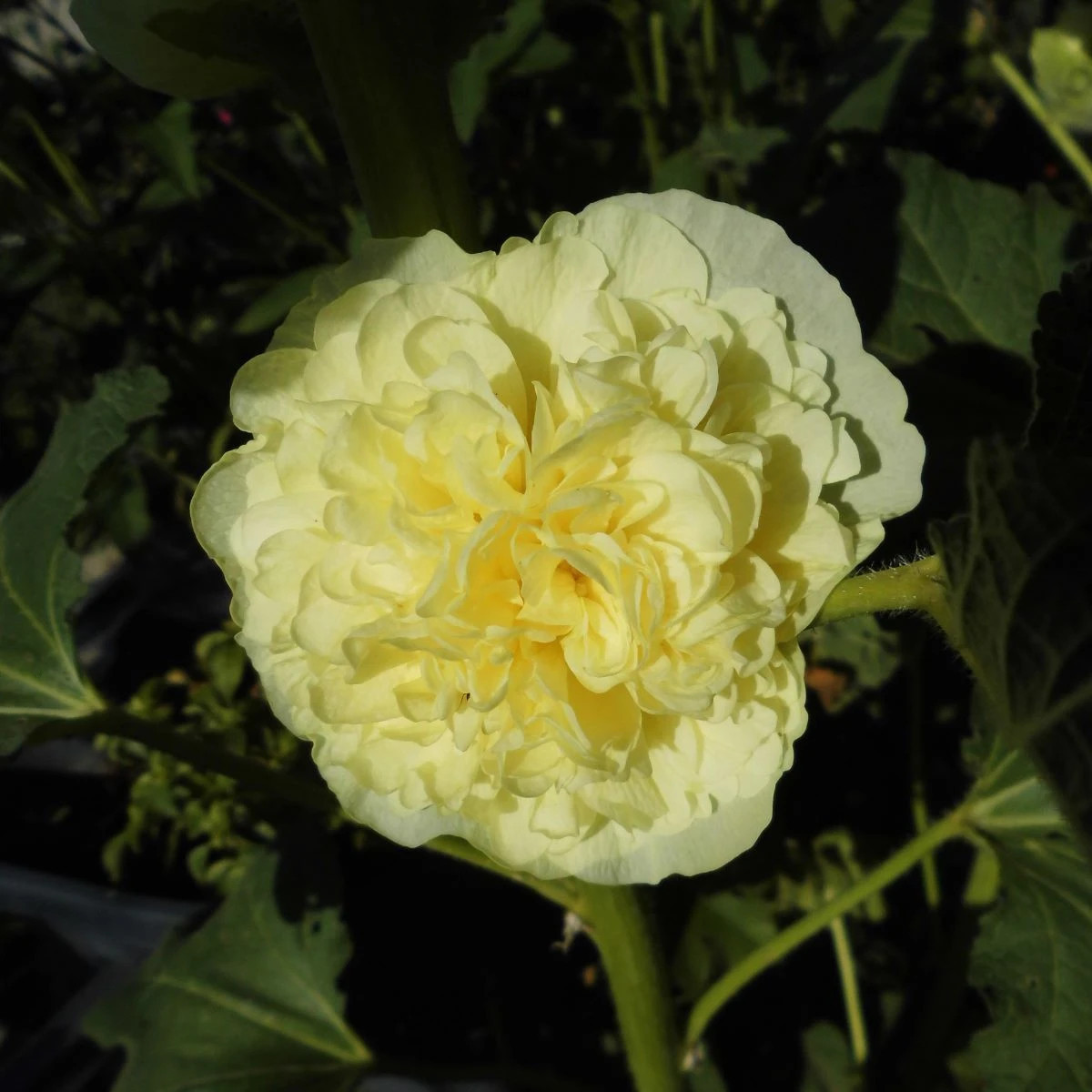 Topoľovka žltá - Alcea rosea - predaj jednoducho korenených sadeníc - 1 ks