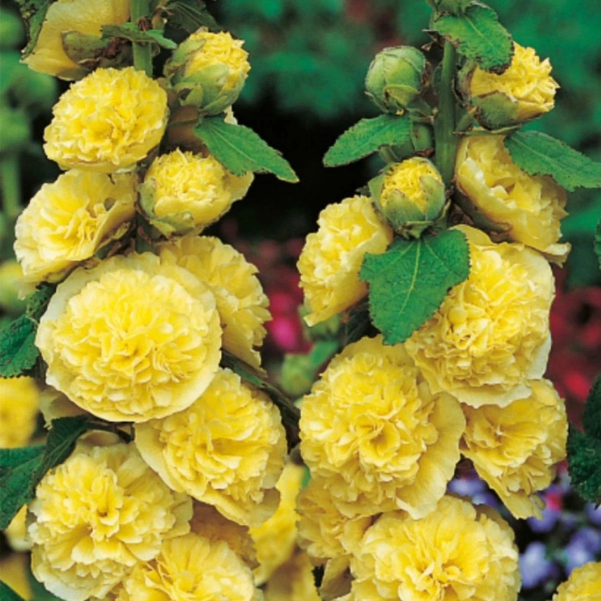 Topoľovka žltá - Alcea rosea - predaj jednoducho korenených sadeníc - 1 ks