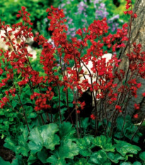 Heuchera krvavá - Heuchera sanquinea - predaj voľnokorenných sadeníc - 1ks