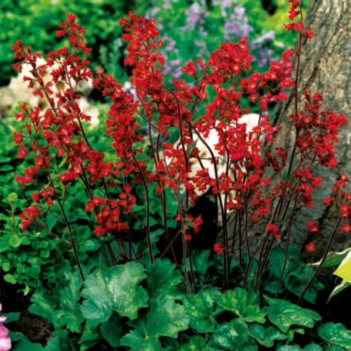 Heuchera krvavá - Heuchera sanquinea - predaj voľnokorenných sadeníc - 1ks