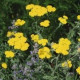 Rebríček túžobníkový žltý - Achillea filipendulina - semiačka - 0,5 g