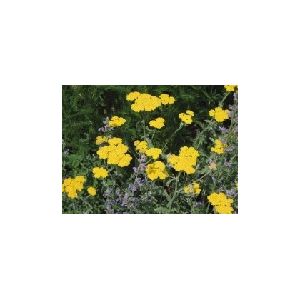 Rebríček túžobníkový žltý - Achillea filipendulina - semiačka - 0,5 g