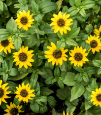 BIO Vitálka položená - Sanvitalia procumbens - predaj bio semien - 60 ks