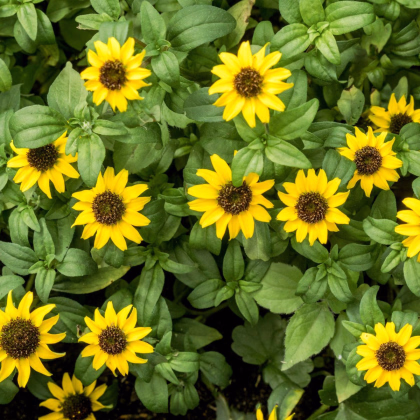 BIO Vitálka položená - Sanvitalia procumbens - predaj bio semien - 60 ks