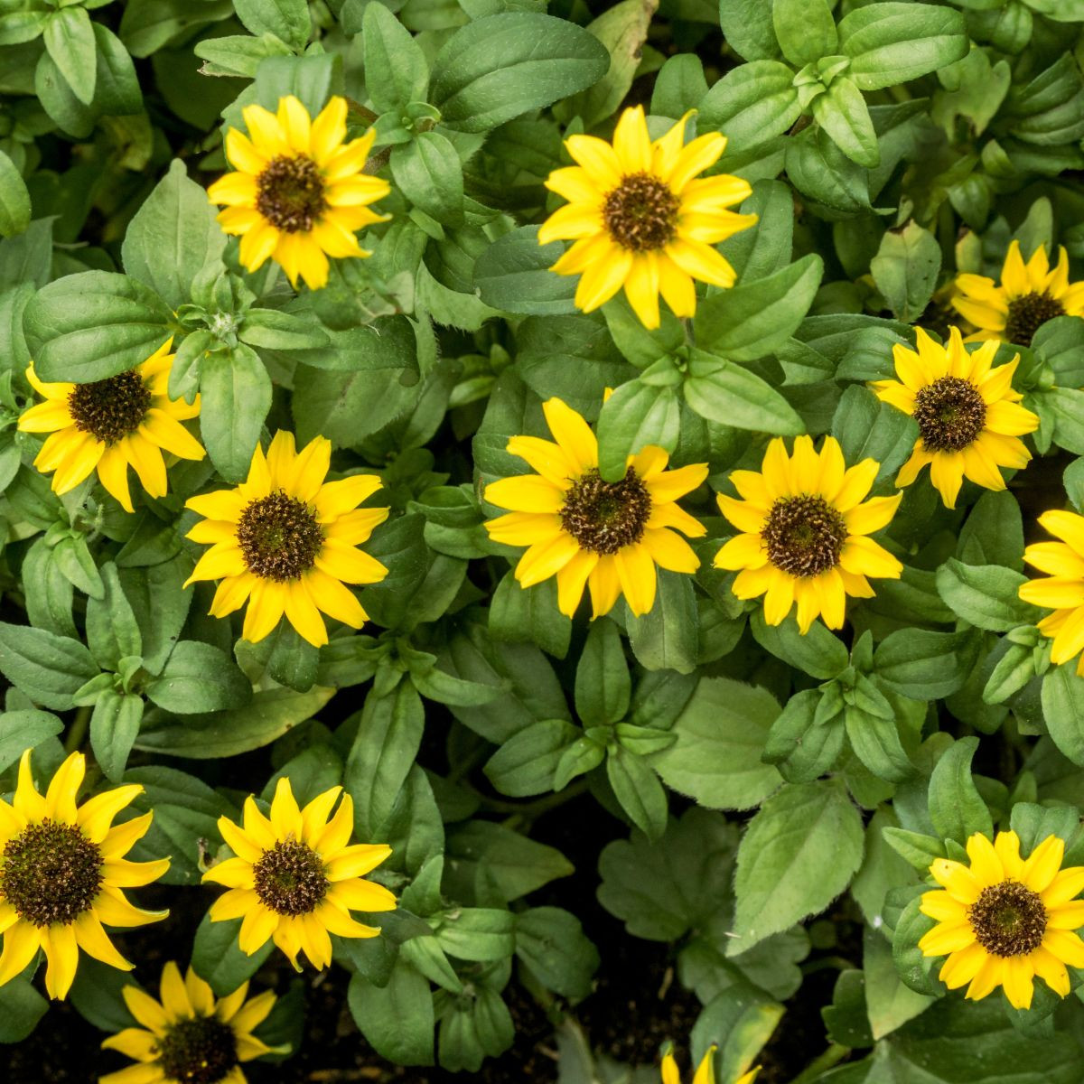 BIO Vitálka položená - Sanvitalia procumbens - predaj bio semien - 60 ks