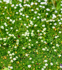 Machovička šidlovitá - Sagina subulata - semiačka - 150 ks