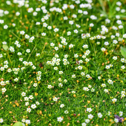 Machovička šidlovitá - Sagina subulata - semiačka - 150 ks
