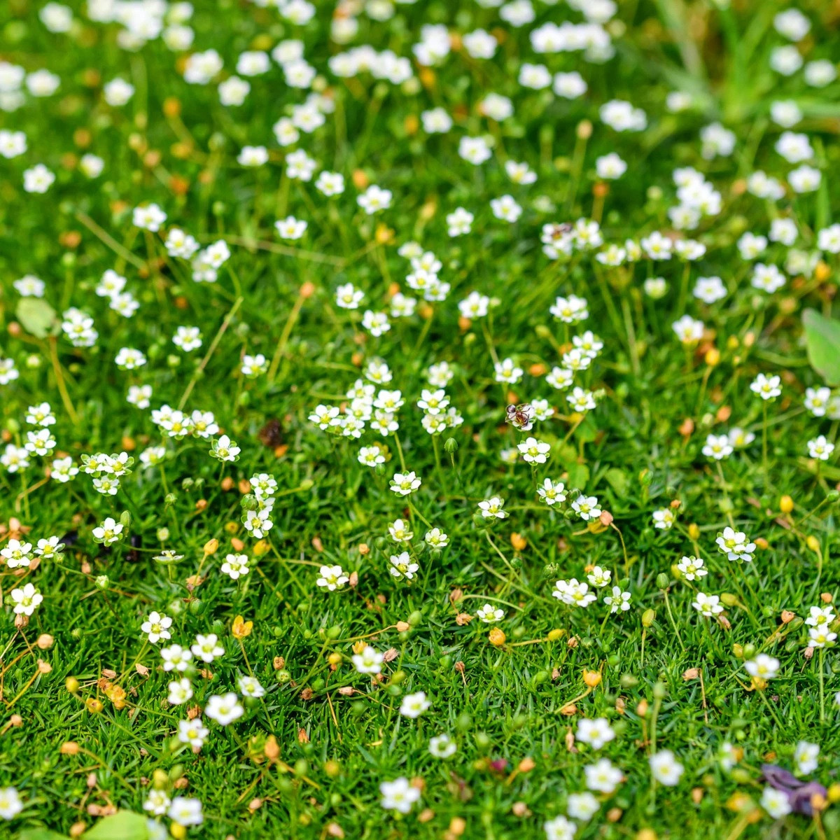 Machovička šidlovitá - Sagina subulata - semiačka - 150 ks