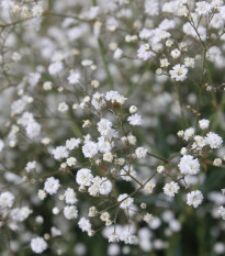 Gypsomilka latnatá biela - Gypsophila paniculata - predaj jednoducho korenných sadeníc - 1 ks