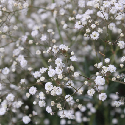 Gypsomilka latnatá biela - Gypsophila paniculata - predaj jednoducho korenných sadeníc - 1 ks