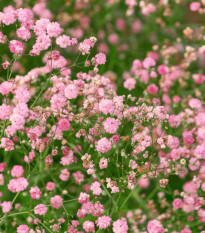 Gypsomilka latnatá ružová - Gypsophila paniculata - predaj jednoducho korenných sadeníc - 1 ks