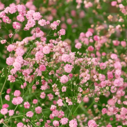 Gypsomilka latnatá ružová - Gypsophila paniculata - predaj jednoducho korenných sadeníc - 1 ks