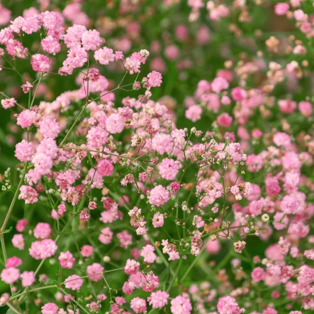 Gypsomilka latnatá ružová - Gypsophila paniculata - predaj jednoducho korenných sadeníc - 1 ks