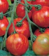 Paradajka tyčková melónová Duo - Lycopersicon esculentum mill - predaj semien - 35 ks