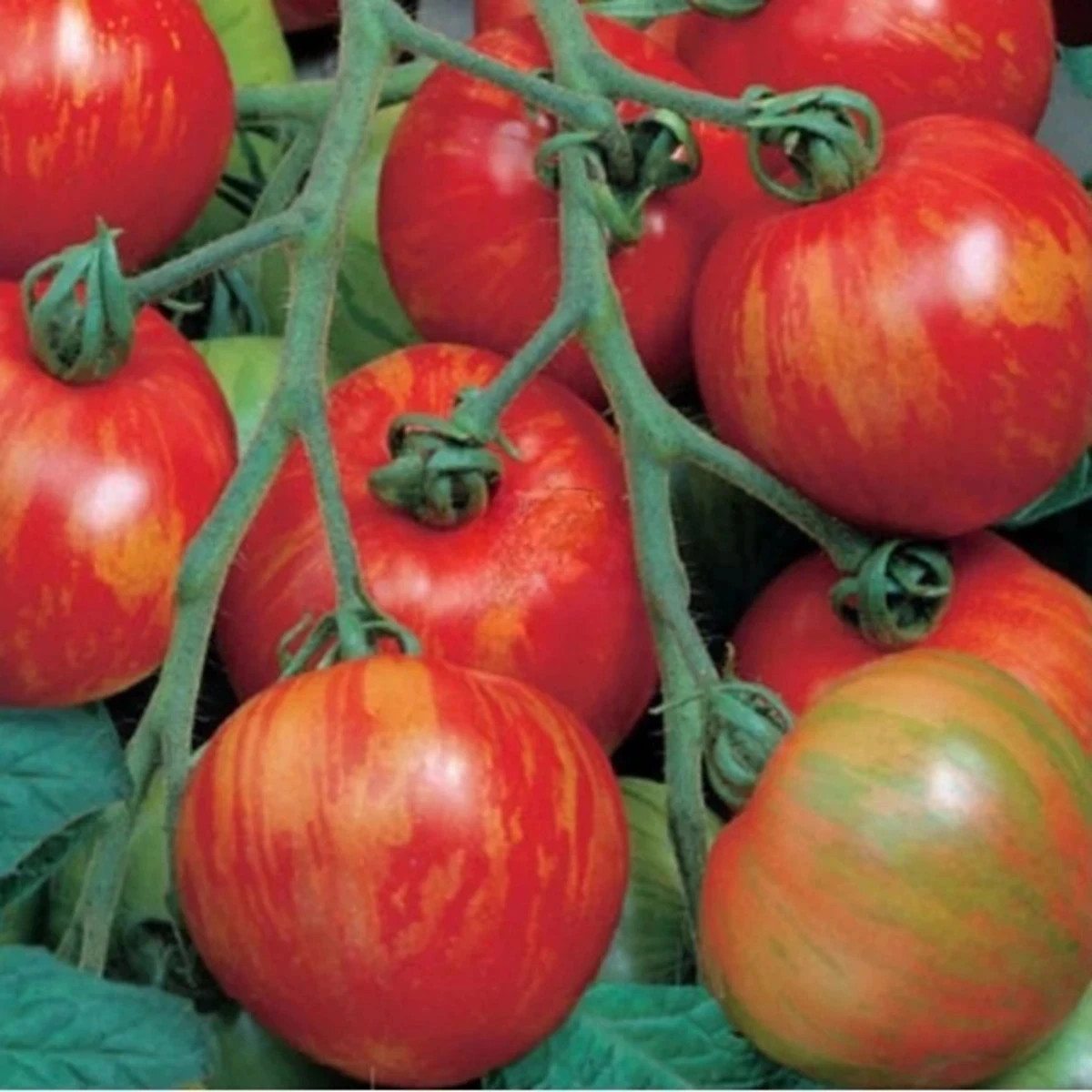 Paradajka tyčková melónová Duo - Lycopersicon esculentum mill - predaj semien - 35 ks