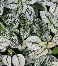 Podrastovka listoklasá Splash Select White - Hypoestes - predaj semien - 30 ks