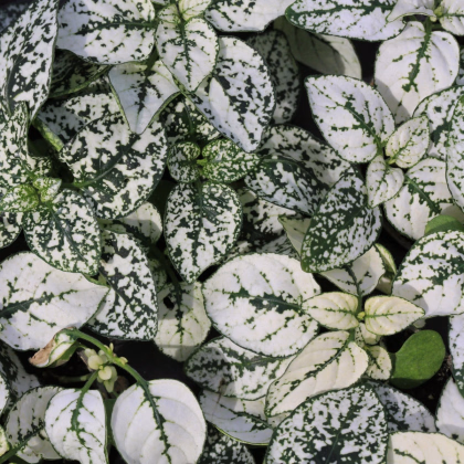 Podrastovka listoklasá Splash Select White - Hypoestes - predaj semien - 30 ks