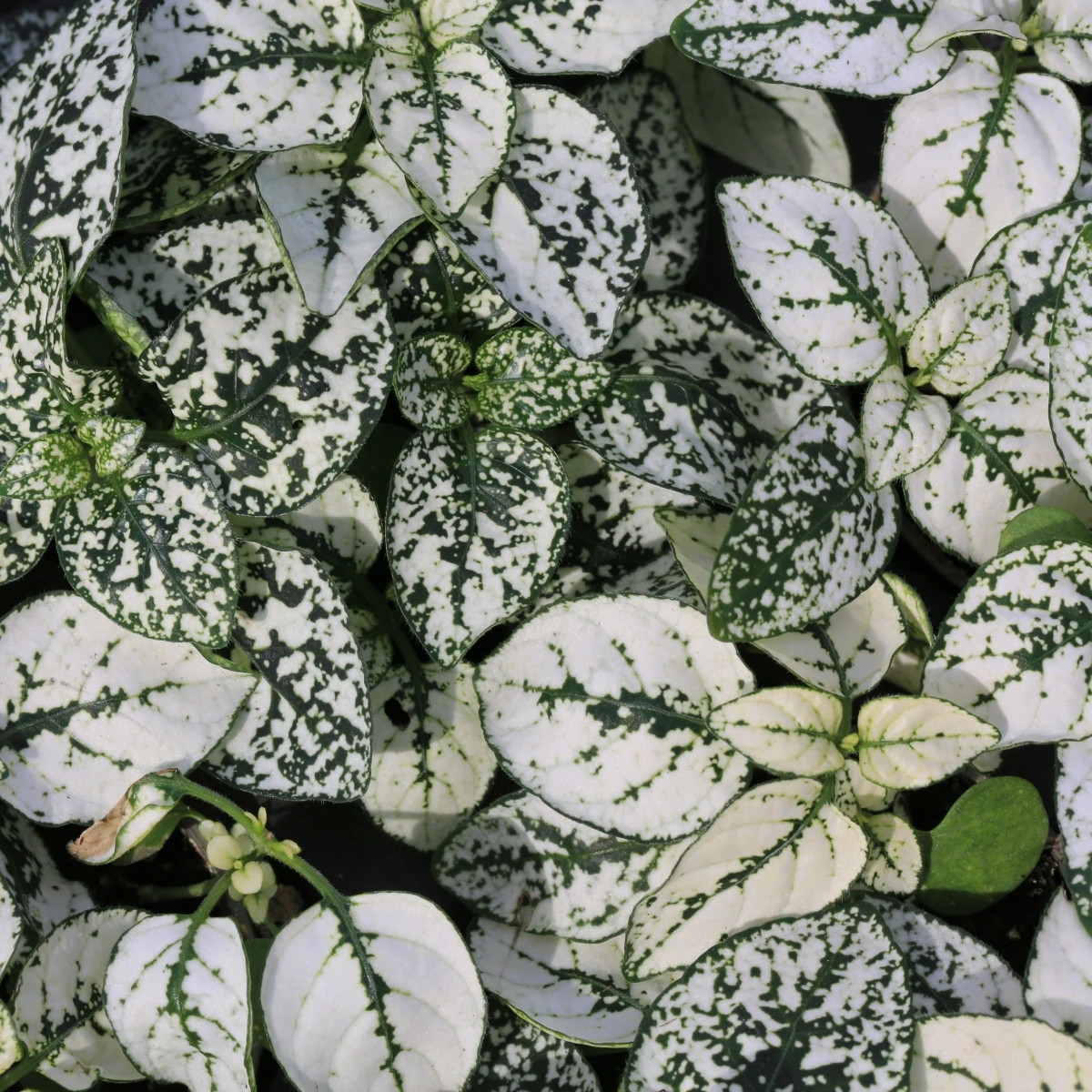 Podrastovka listoklasá Splash Select White - Hypoestes - predaj semien - 30 ks