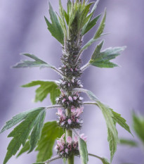 Srdcovník sibírsky - Leonurus sibiricus - predaj semien - 50 ks