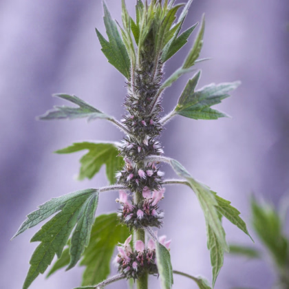 Srdcovník sibírsky - Leonurus sibiricus - predaj semien - 50 ks