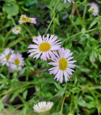 Turan Karwinského Profusion – Erigeron karvinskianus – predaj semien
