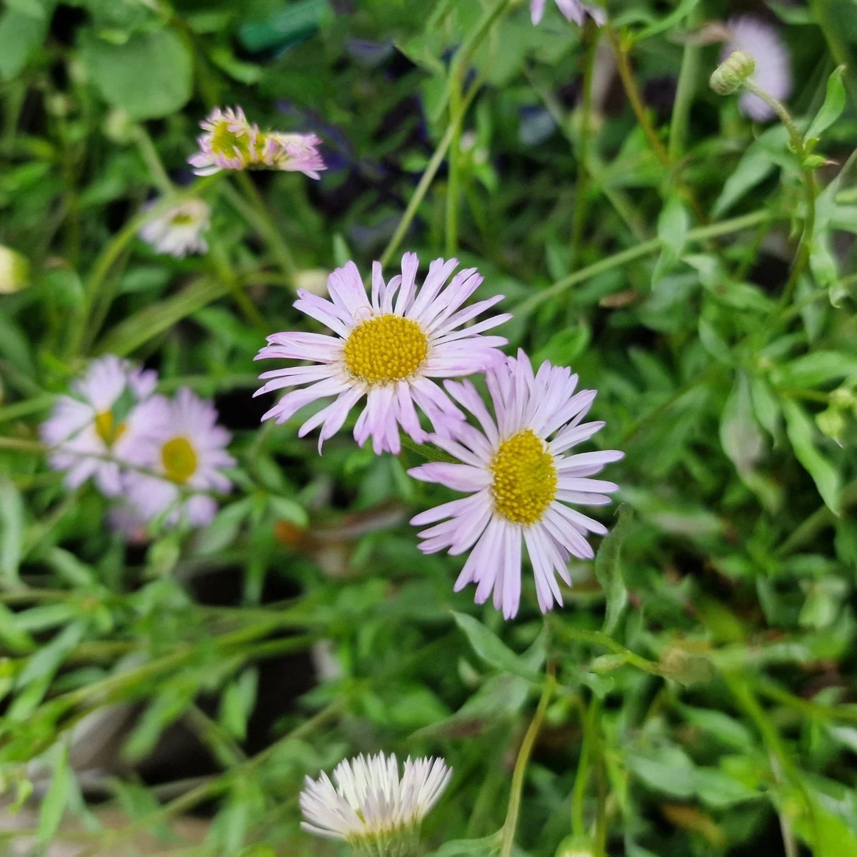 Turan Karwinského Profusion – Erigeron karvinskianus – predaj semien
