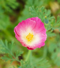 Slncovka kalifornská plnokvetá ružová - Eschscholzia californica - predaj semien - 150 ks