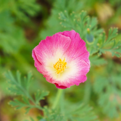 Slncovka kalifornská plnokvetá ružová - Eschscholzia californica - predaj semien - 150 ks