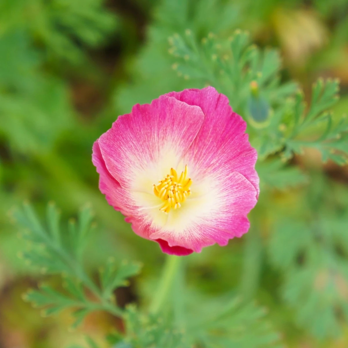 Slncovka kalifornská plnokvetá ružová - Eschscholzia californica - predaj semien - 150 ks