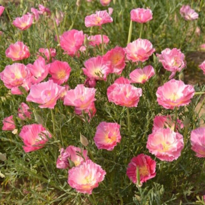 Slncovka kalifornská plnokvetá ružová - Eschscholzia californica - predaj semien - 150 ks