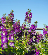 Angelónia úzkolistá Serenita purple - Angelonia serenita - semená angelónie - 6 ks