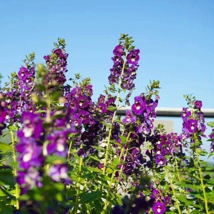 Angelónia úzkolistá Serenita purple - Angelonia serenita - semená angelónie - 6 ks