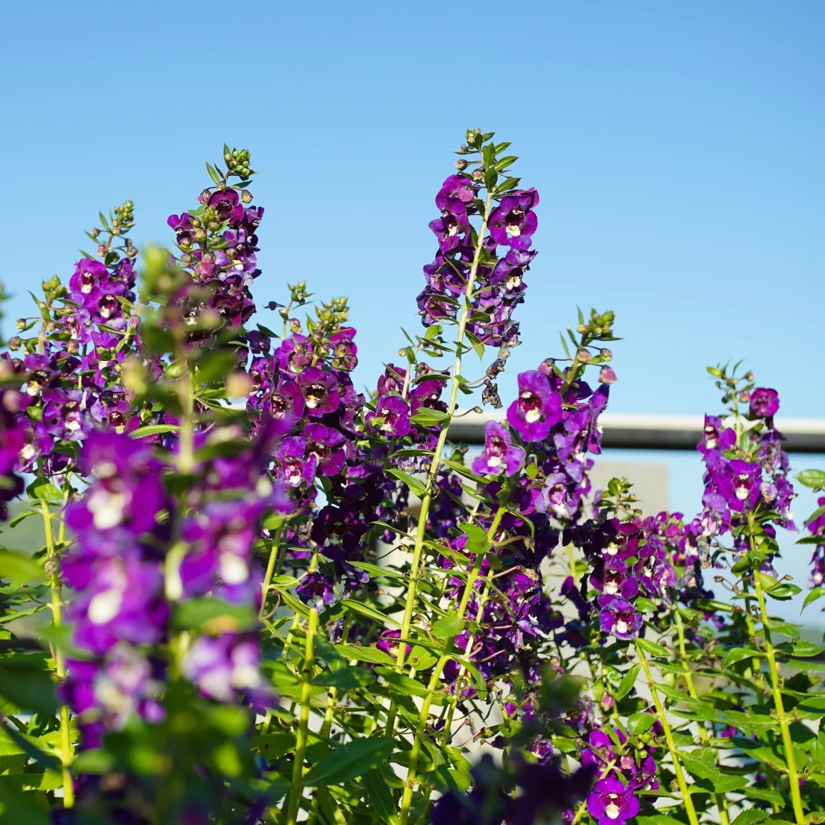 Angelónia úzkolistá Serenita purple - Angelonia serenita - semená angelónie - 6 ks