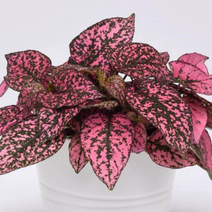 Podrastovka listoklasá Splash Select Rose – Hypoestes – predaj semien