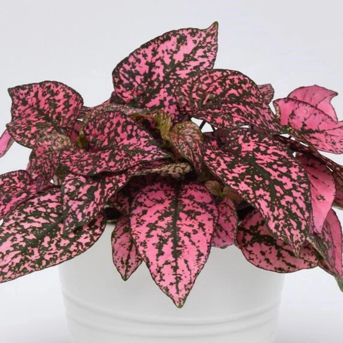 Podrastovka listoklasá Splash Select Rose – Hypoestes – predaj semien