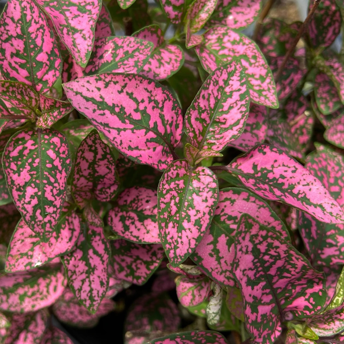 Podrastovka listoklasá Splash Select Rose – Hypoestes – predaj semien