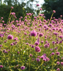 Gomfréna Fireworks – Gomphrena pulchella – predaj semien gomfrény