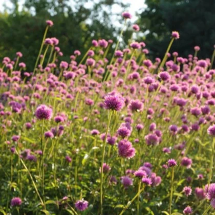Gomfréna Fireworks – Gomphrena pulchella – predaj semien gomfrény