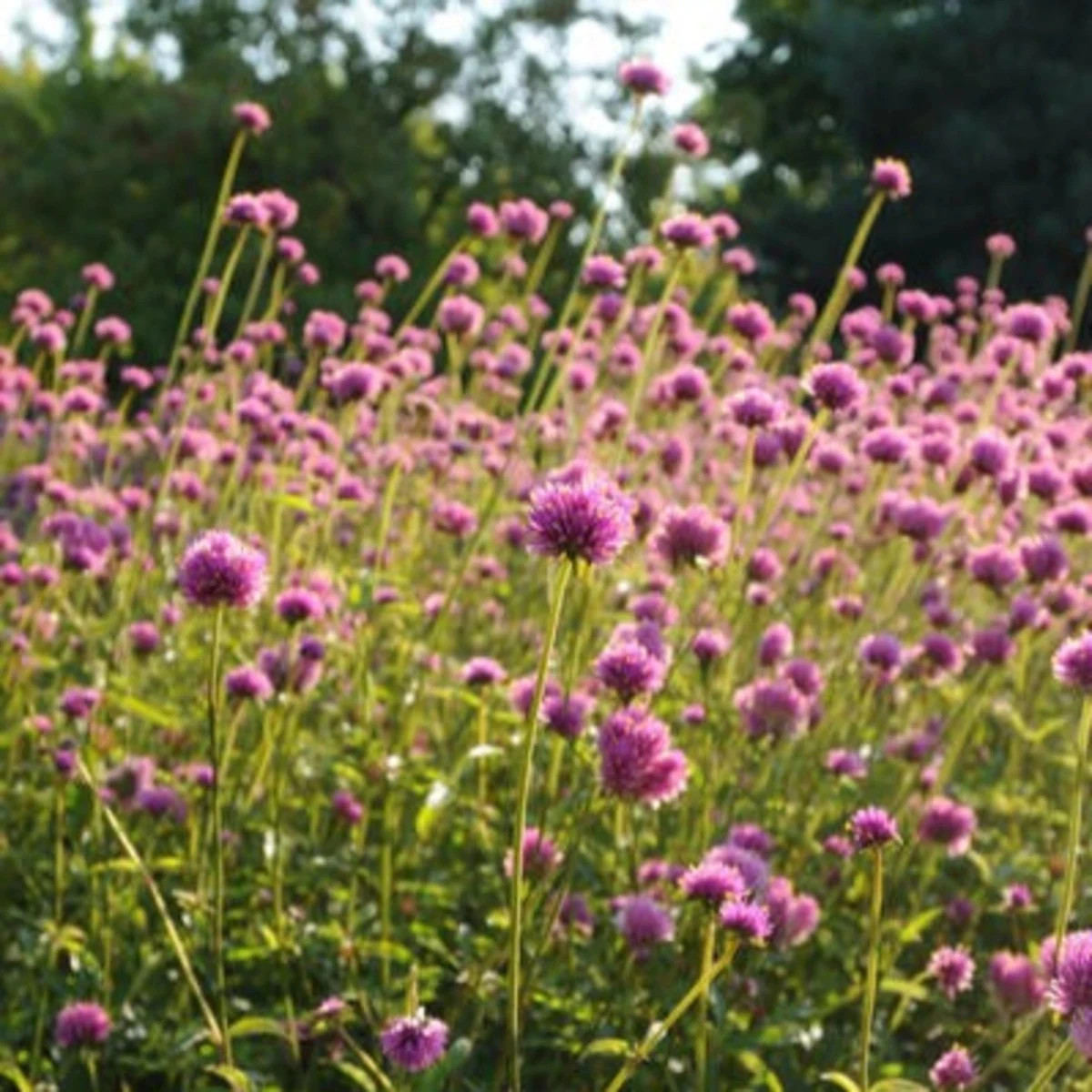 Gomfréna Fireworks – Gomphrena pulchella – predaj semien gomfrény