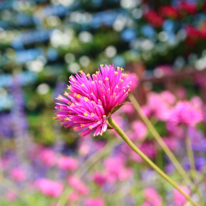 Gomfréna Fireworks – Gomphrena pulchella – predaj semien gomfrény