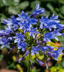 Kalokvet modrý - Agapanthus praecox - predaj voľnokorenných sadeníc - 1 ks