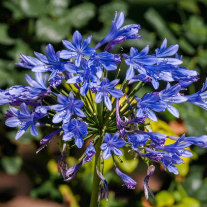 Kalokvet modrý - Agapanthus praecox - predaj voľnokorenných sadeníc - 1 ks