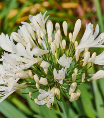 Kalokvet biely - Agapanthus praecox - predaj voľnokorenných sadeníc - 1 ks