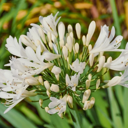 Kalokvet biely - Agapanthus praecox - predaj voľnokorenných sadeníc - 1 ks