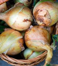 Cibuľa Exhibition - Allium cepa - predaj semien - 100 ks