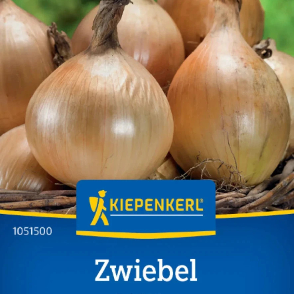 Cibuľa Exhibition - Allium cepa - predaj semien - 100 ks