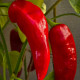 Paprika Thor F1 - Capsicum annuum - predaj semien - 7 ks