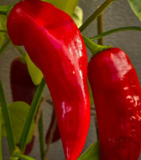 Paprika Thor F1 - Capsicum annuum - predaj semien - 7 ks